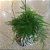 KOKEDAMA DE MELINDRE - BARBANTE CRU - Imagem 5