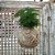 KOKEDAMA DE MELINDRE - BARBANTE CRU - Imagem 4