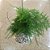 KOKEDAMA DE MELINDRE - BARBANTE CRU - Imagem 10