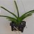 Kit 5 Vasos Vazados Pequenos 10cm Vanda Mini Micro Orquídeas - Imagem 9