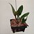 Kit 5 Vasos Vazados Pequenos 10cm Vanda Mini Micro Orquídeas - Imagem 10
