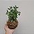 KIT 2 KOKEDAMAS: KOKEDAMA DE PEPEROMIA PEIXINHO E KOKEDAMA DE RABO DE TATU ACABAMENTO NEUTRO COM CAIXA PARA PRES - Imagem 2