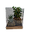KIT 2 KOKEDAMAS: KOKEDAMA DE PEPEROMIA PEIXINHO E KOKEDAMA DE RABO DE TATU ACABAMENTO NEUTRO COM CAIXA PARA PRES - Imagem 1