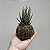 KIT 2 KOKEDAMAS: KOKEDAMA DE PEPEROMIA PEIXINHO E KOKEDAMA DE RABO DE TATU ACABAMENTO NEUTRO COM CAIXA PARA PRES - Imagem 3