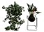 KIT KOKEDAMA: MINI ANTÚRIO E HERA ESTRELA COM SUPORTE GRANDE - Imagem 1