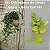 KIT KOKEDAMA JIBOIA NEON + KOKEDAMA HERA ESTRELA - Imagem 2