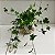 KIT KOKEDAMA JIBOIA NEON + KOKEDAMA HERA ESTRELA - Imagem 9