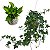 KIT KOKEDAMA JIBOIA NEON + KOKEDAMA HERA ESTRELA - Imagem 1