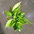 KIT KOKEDAMA JIBOIA NEON + KOKEDAMA HERA ESTRELA - Imagem 5