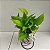 KIT KOKEDAMA JIBOIA NEON + KOKEDAMA HERA ESTRELA - Imagem 7