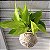 KIT KOKEDAMA JIBOIA NEON + KOKEDAMA HERA ESTRELA - Imagem 6