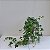 KIT KOKEDAMA JIBOIA NEON + KOKEDAMA HERA ESTRELA - Imagem 10