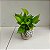 KIT KOKEDAMA JIBOIA NEON + KOKEDAMA HERA ESTRELA - Imagem 8