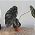 FOLHAGEM PULMÃO DE AÇO NO VASO (ALOCASIA CUPREA) - Imagem 4
