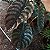 FOLHAGEM PULMÃO DE AÇO NO VASO (ALOCASIA CUPREA) - Imagem 5