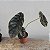 FOLHAGEM PULMÃO DE AÇO NO VASO (ALOCASIA CUPREA) - Imagem 2