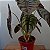FOLHAGEM PULMÃO DE AÇO NO VASO (ALOCASIA CUPREA) - Imagem 6