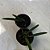 CATTLEYA GOLDEN DIGGER X BRASSAVOLA PERRINE - Imagem 1