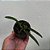 CATTLEYA GOLDEN DIGGER X BRASSAVOLA PERRINE - Imagem 2