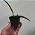 CATTLEYA GOLDEN DIGGER X BRASSAVOLA PERRINE - Imagem 3