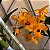DENDROBIUM FIMBRIATUM - MUDA PEQUENA - Imagem 1