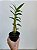 DENDROBIUM FIMBRIATUM - MUDA PEQUENA - Imagem 2