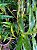 DENDROBIUM FIMBRIATUM - MUDA PEQUENA - Imagem 4