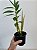 DENDROBIUM FIMBRIATUM - MUDA PEQUENA - Imagem 3