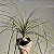 FOLHAGEM PATA DE ELEFANTE NO VASO (Beaucarnea recurvata) - Imagem 1