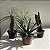 FOLHAGEM PATA DE ELEFANTE NO VASO (Beaucarnea recurvata) - Imagem 3
