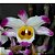 DENDROBIUM WARDIANUM - Imagem 1