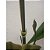 ARAME 1 METRO PARA ESTAQUEAR AMARRAR ORQUÍDEAS ARAMINHO - Imagem 5