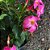 DIPLADENIA (CORES DIVERSAS) - Imagem 4