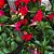 DIPLADENIA (CORES DIVERSAS) - Imagem 1