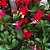 DIPLADENIA (CORES DIVERSAS) - Imagem 7