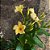 DIPLADENIA (CORES DIVERSAS) - Imagem 3