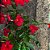 DIPLADENIA (CORES DIVERSAS) - Imagem 5