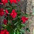 DIPLADENIA (CORES DIVERSAS) - Imagem 6
