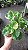 PEPEROMIA NO VASO - Imagem 1