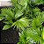 MINI PALMEIRA LEQUE PALMEIRINHA FOLHAGEM - Imagem 1