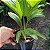 MINI PALMEIRA LEQUE PALMEIRINHA FOLHAGEM - Imagem 4