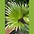 MINI PALMEIRA LEQUE PALMEIRINHA FOLHAGEM - Imagem 6