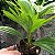 MINI PALMEIRA LEQUE PALMEIRINHA FOLHAGEM - Imagem 2