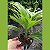 MINI PALMEIRA LEQUE PALMEIRINHA FOLHAGEM - Imagem 3