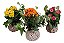 KIT 10 MINI KOKEDAMAS DE KALANCHOE - Imagem 1