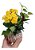 KIT 10 MINI KOKEDAMAS DE KALANCHOE - Imagem 4