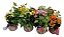 KIT 10 MINI KOKEDAMAS DE KALANCHOE - Imagem 2