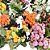 KIT 10 MINI KOKEDAMAS DE KALANCHOE - Imagem 3