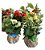 KIT 10 MINI KOKEDAMAS DE KALANCHOE - Imagem 6