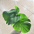 KOKEDAMA DE COSTELA DE ADÃO ACABAMENTO BARBANTE FIO CRU COM SUPORTE - Imagem 4
